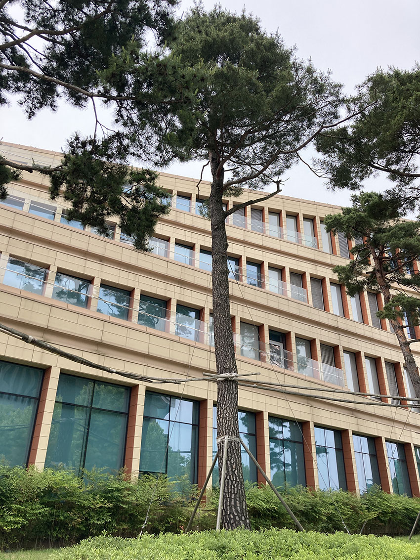 소나무