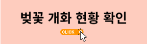 벚꽃 개화 현황 확인
