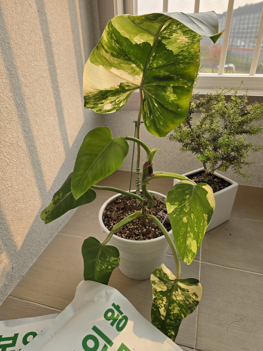 도메스티컴바리에가타와 뿌리