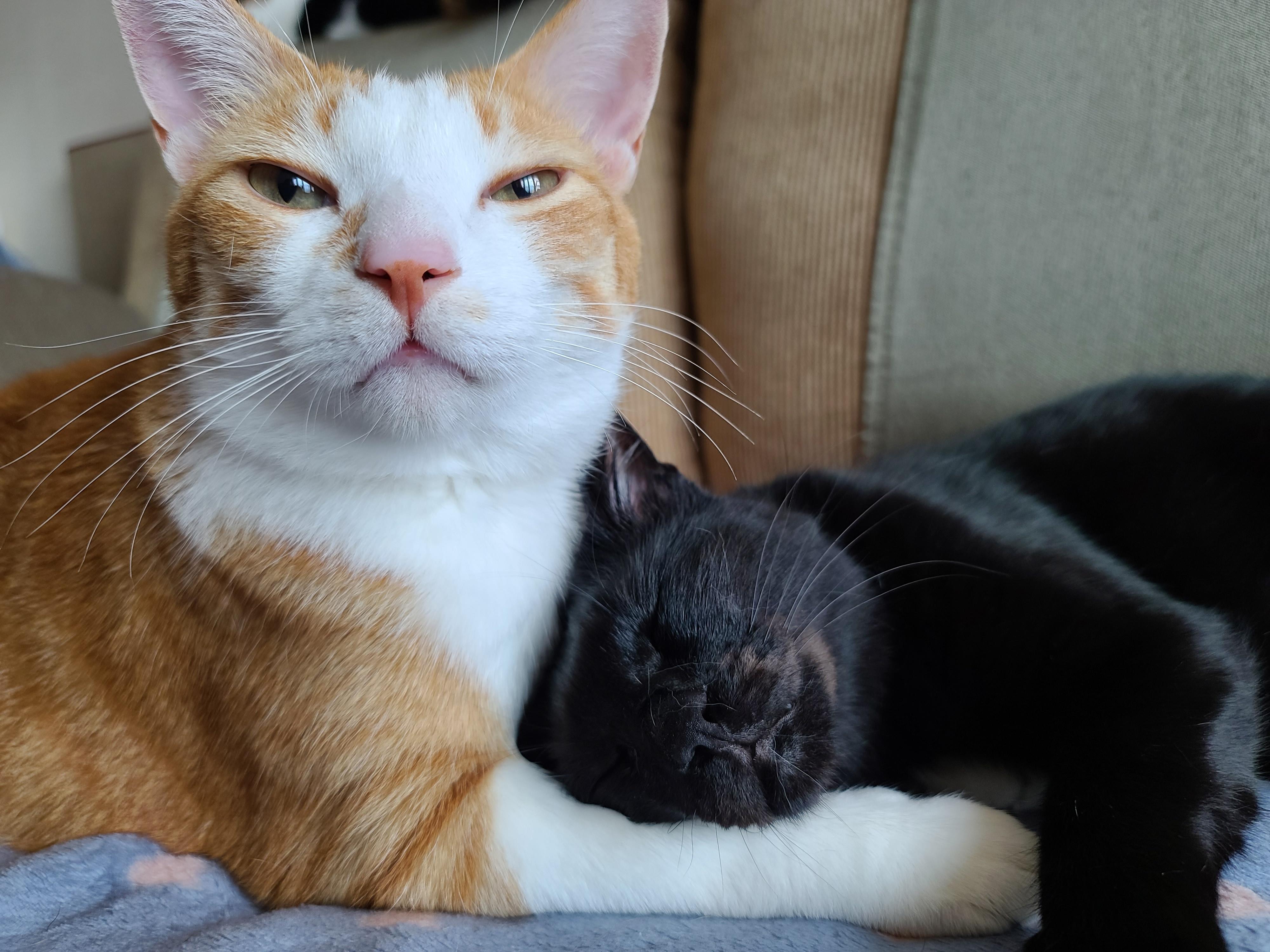 브로맨스. 사이가 너무 좋은 치즈냥이 호야와 올블랙고양이 건이.