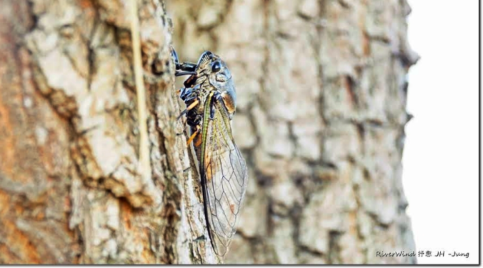 말매미, Korean Blackish Cicada