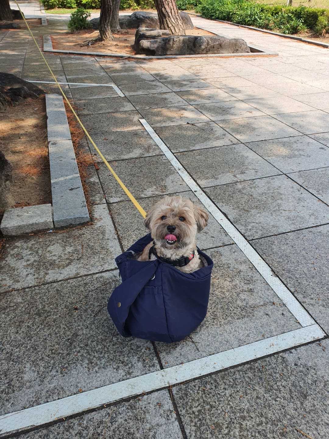 그늘에서 앉아있는 강아지