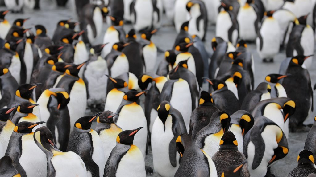펭귄은 해양 건강의 핵심 지표입니다