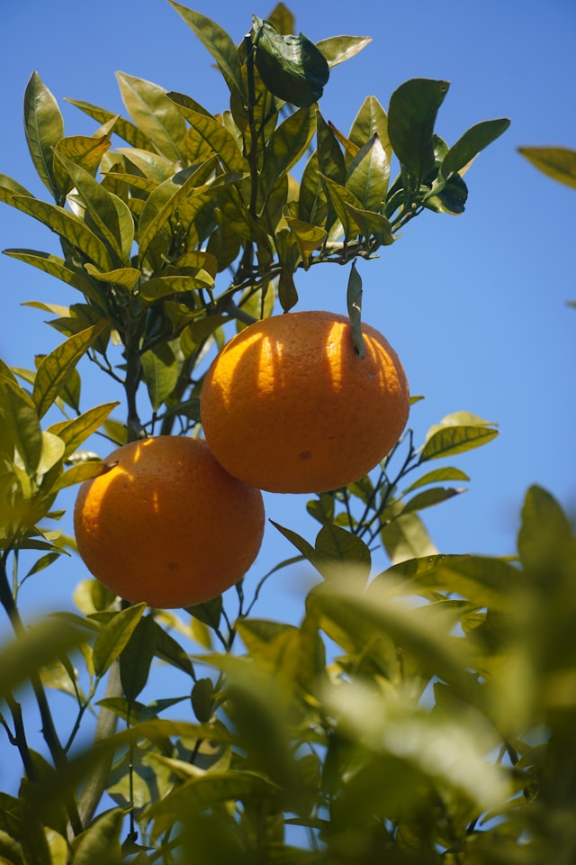 백화점 과일 vs 산지직송 선물세트 퀄리티 비교