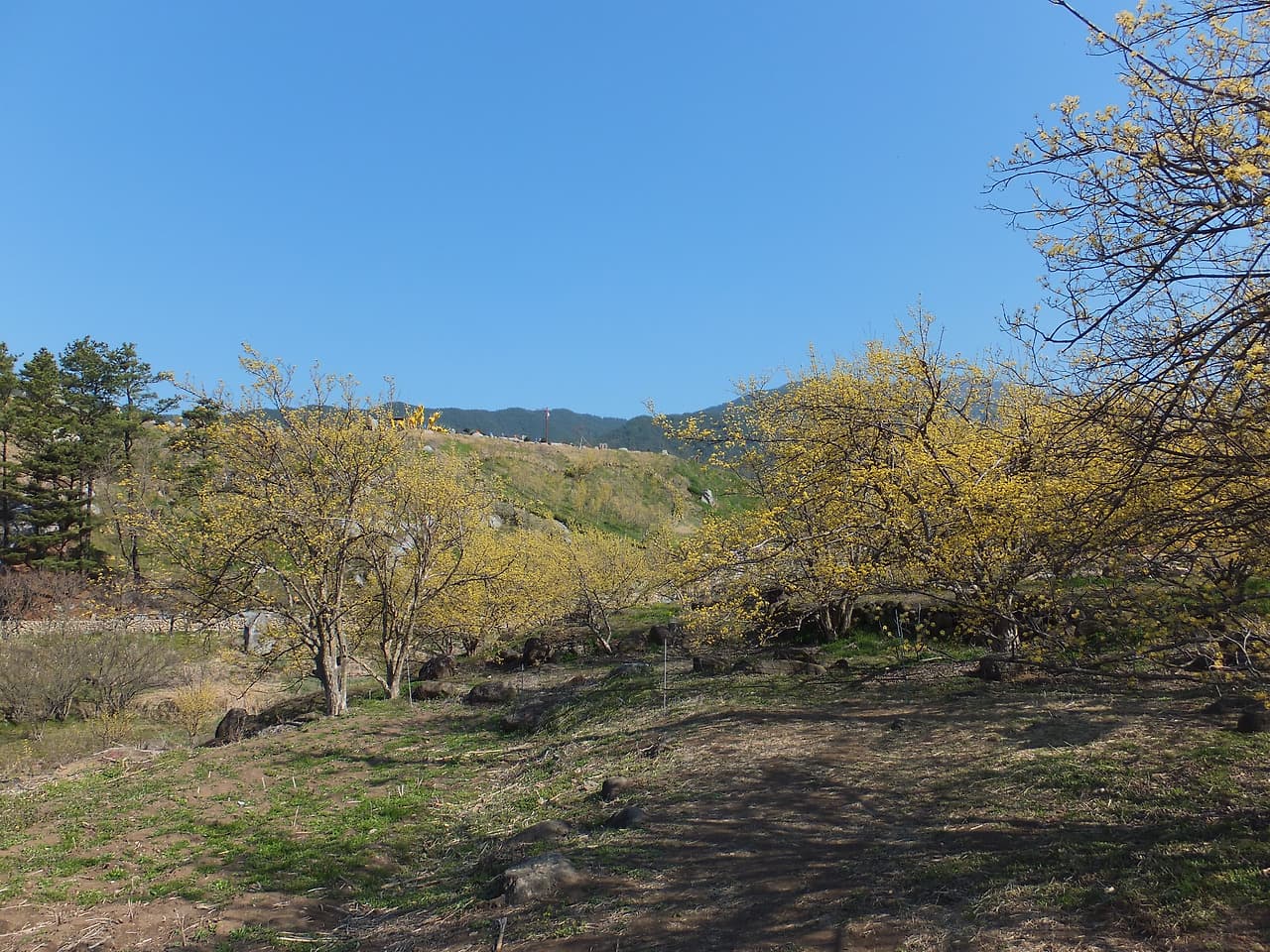 구례 산동 산수유마을의 산수유 꽃