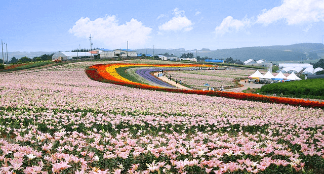벌판에 연분홍 꽃들이 가득 피어있고, 파란 하늘엔 하얀 구름이 있다.