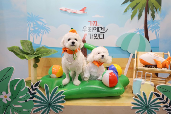 제주항공 반려동물 동반 항공권 할인
