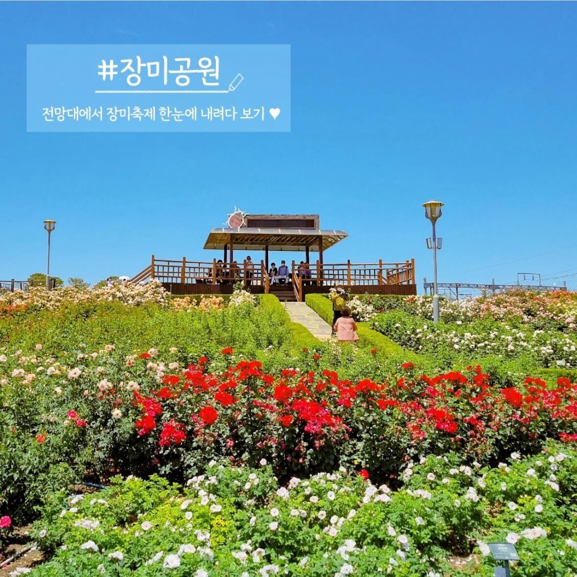 곡성 장미축제