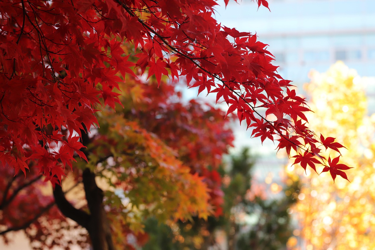 서울 단풍 산책 BEST 5