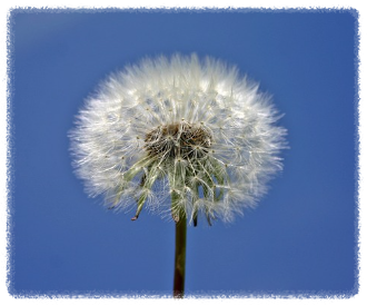 민들레의 효능 민들레 요리