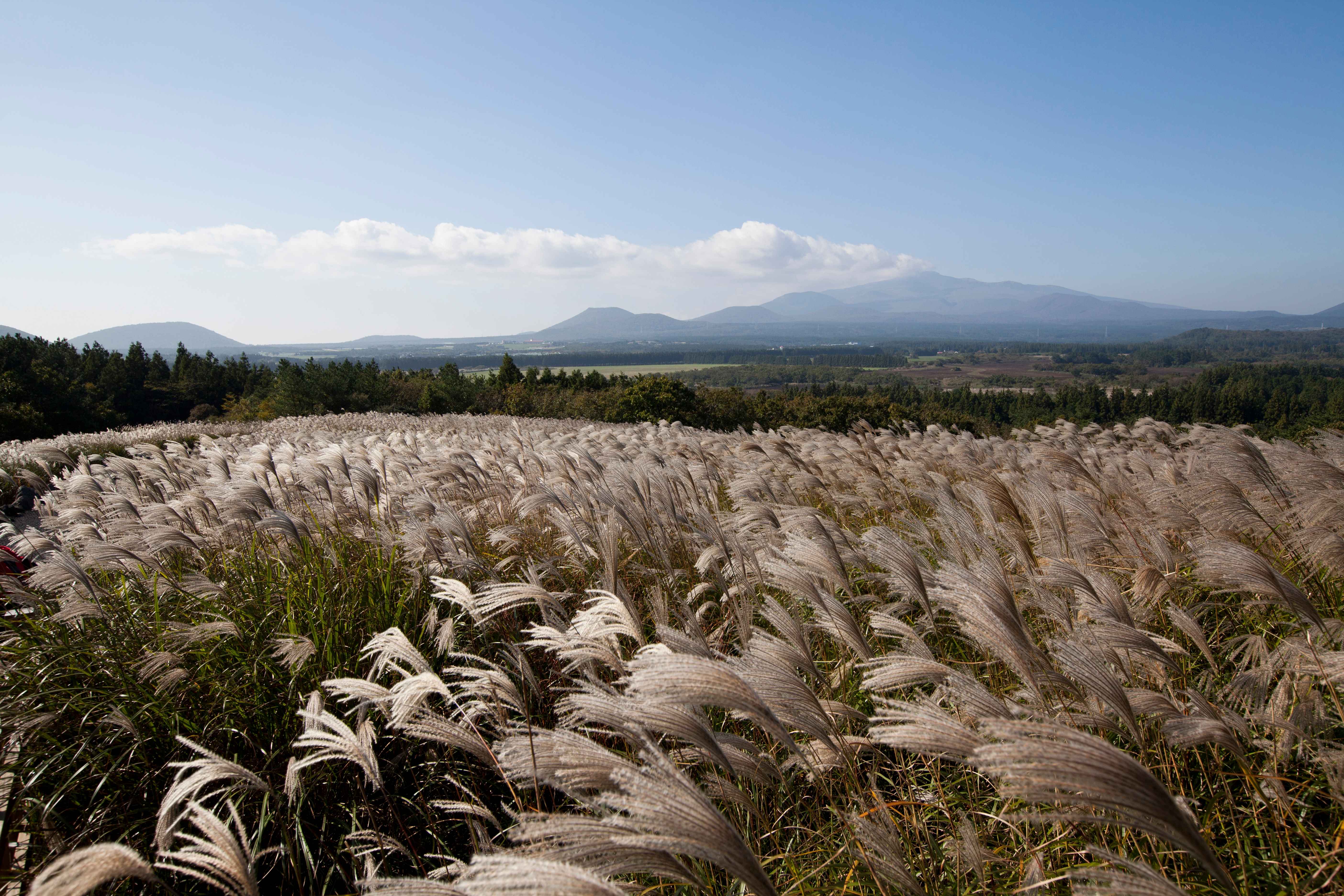 신굼부리 가을을 담은 억새