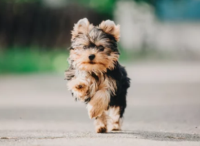 요크셔 테리어/출처:어도비스톡