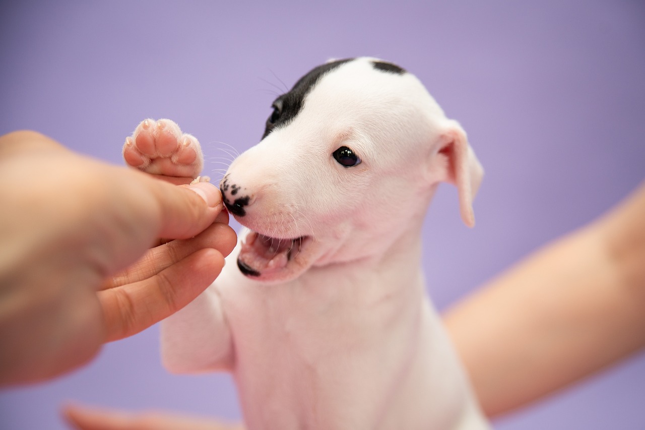 휘펫(Whippet)3