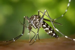 가을 모기 사진