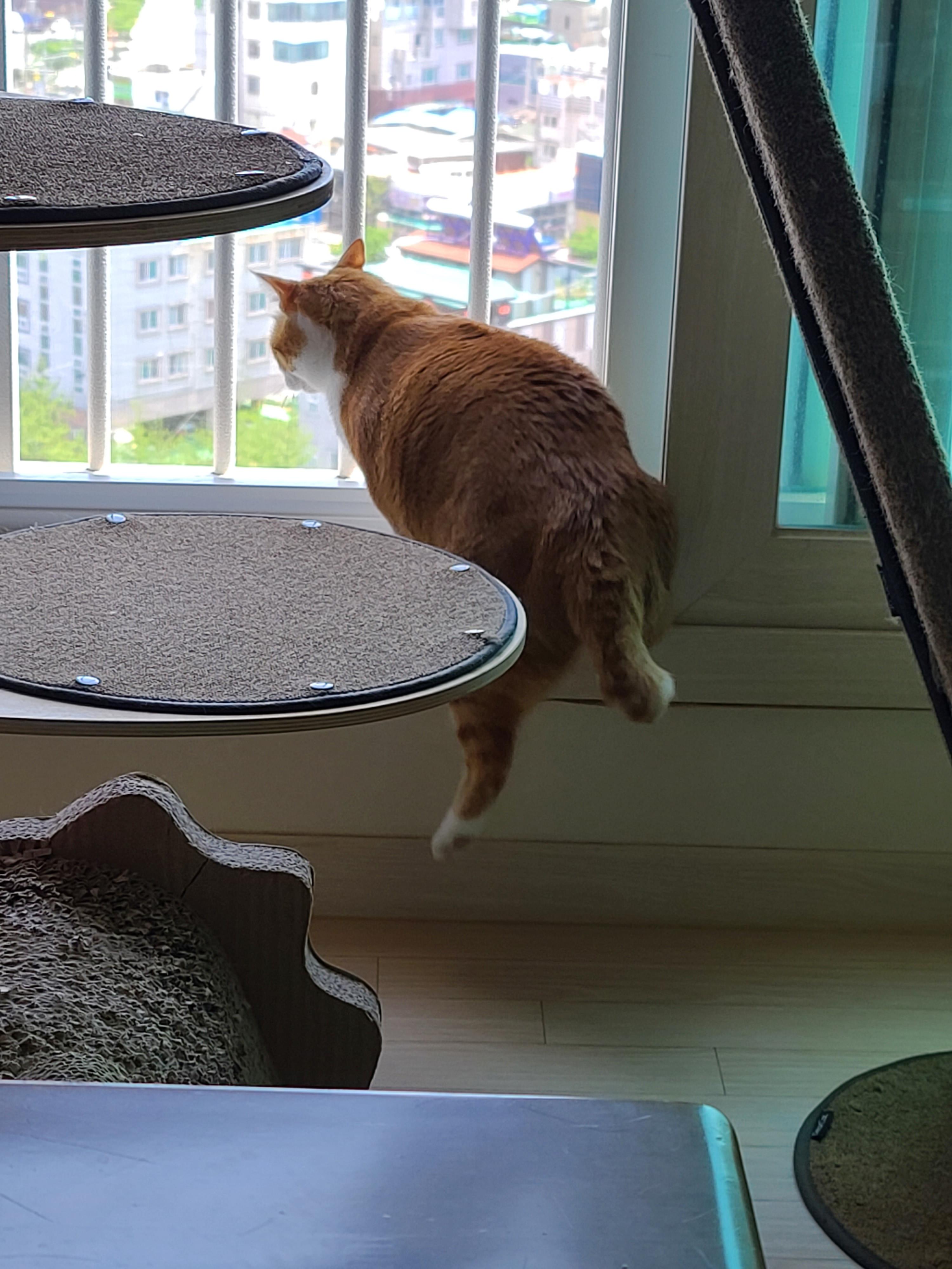 섭섭한게 많아서 말이 많아진 수다냥이 호야. 엄마랑 눈맞춤은 필수.