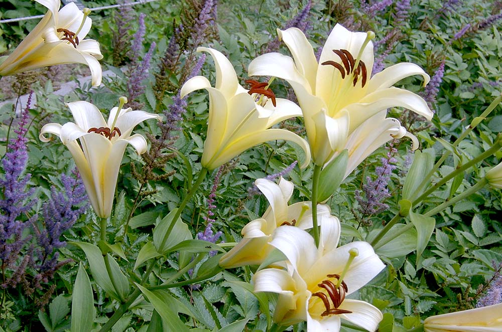 상암동 월드컵공원(World Cup Park) 식물들