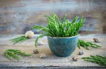 함초 효능 및 영양성분, 가격