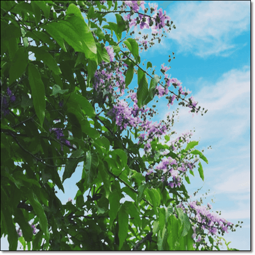 바나바잎 추출물 효능알고 드시나요? 주요 성분과 복용법