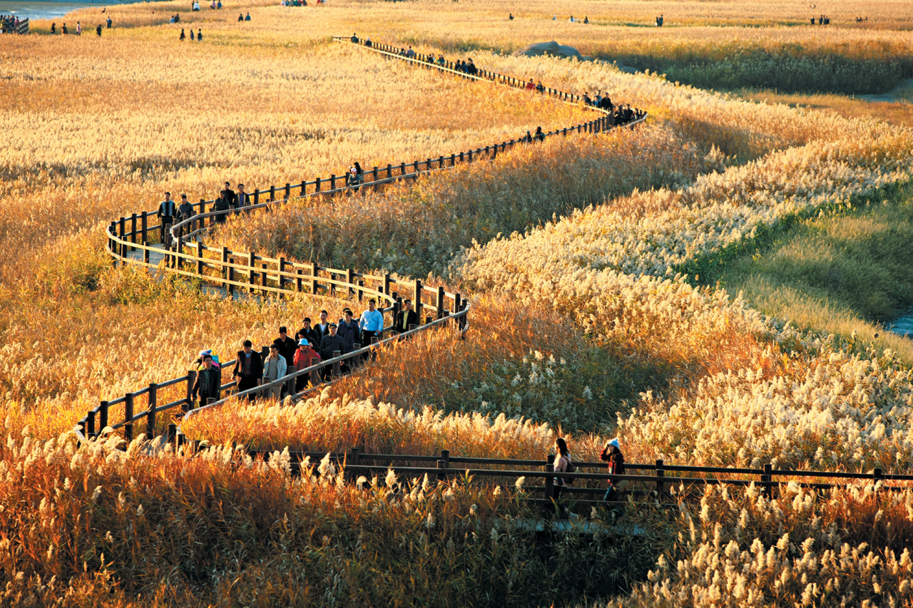 2025 순천만 갈대축제 ❘ 순천만이 들려주는 자연의 속삭임 관련 사진