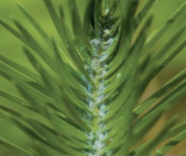 전나무잎말이진딧물