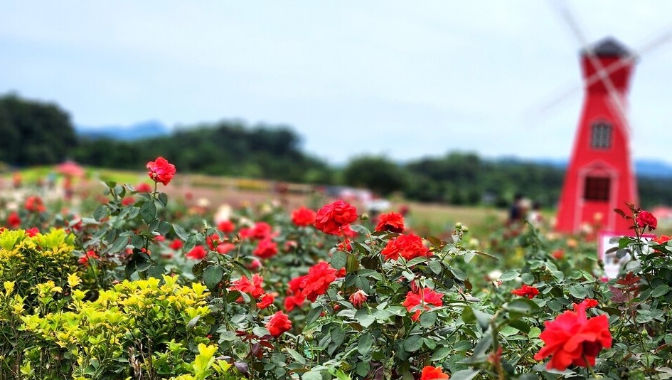 양주 나리농원 천일홍축제