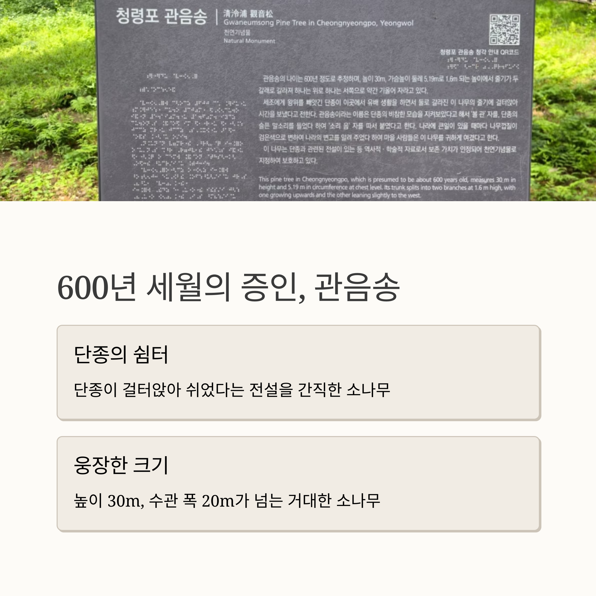 600년 세월의 증인, 관음송