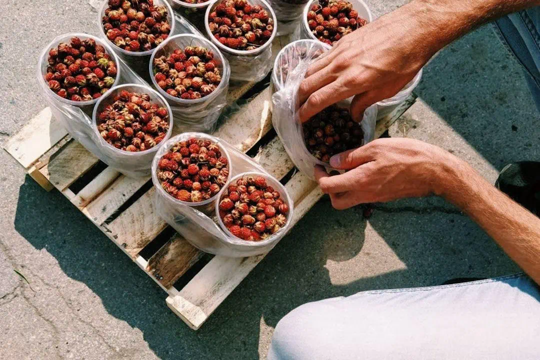 과일을 담고잇는 모습