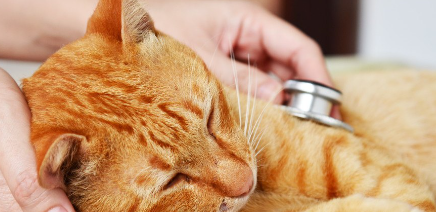 청진기를 댈 수 있는 고양이.