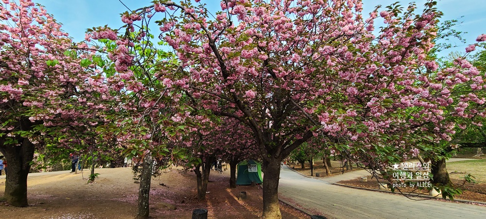 경주 불국사 겹벚꽃 위치, 명소 왕벚꽃 개화시기 (지금 만개), 주차정보