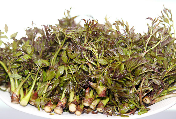 이형두릅 수확 시기 재배 방법 여름두릅 효능 부작용 먹는법 총정리2