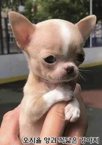 더 글로리 하예솔을 닮은 새끼 강아지