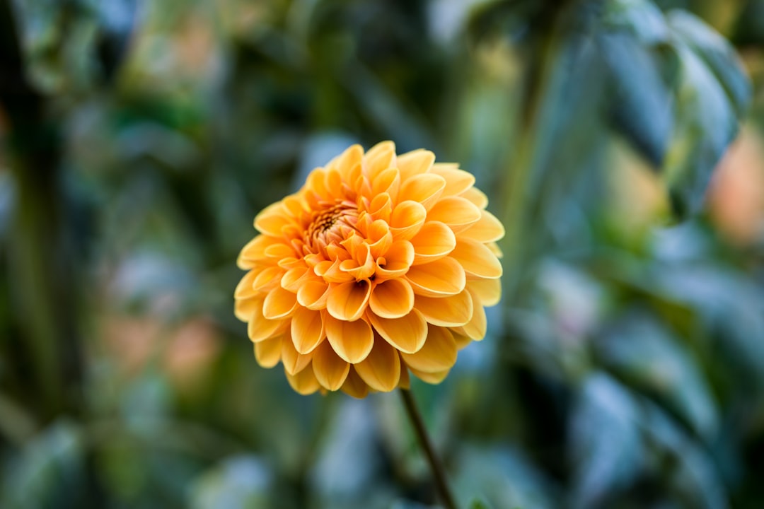 Chrysanthemum