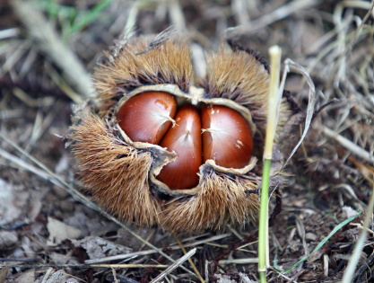 군밤, 밤묵, 밤빵 등 전통과 현대가 만난 밤 요리