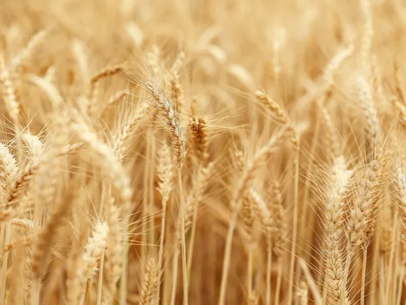 카무트 나쁜 지방을 낮춤