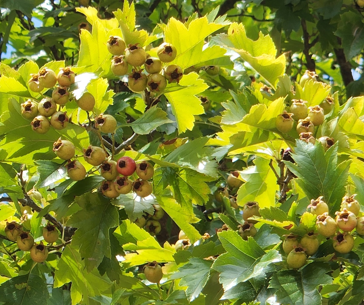 산사나무