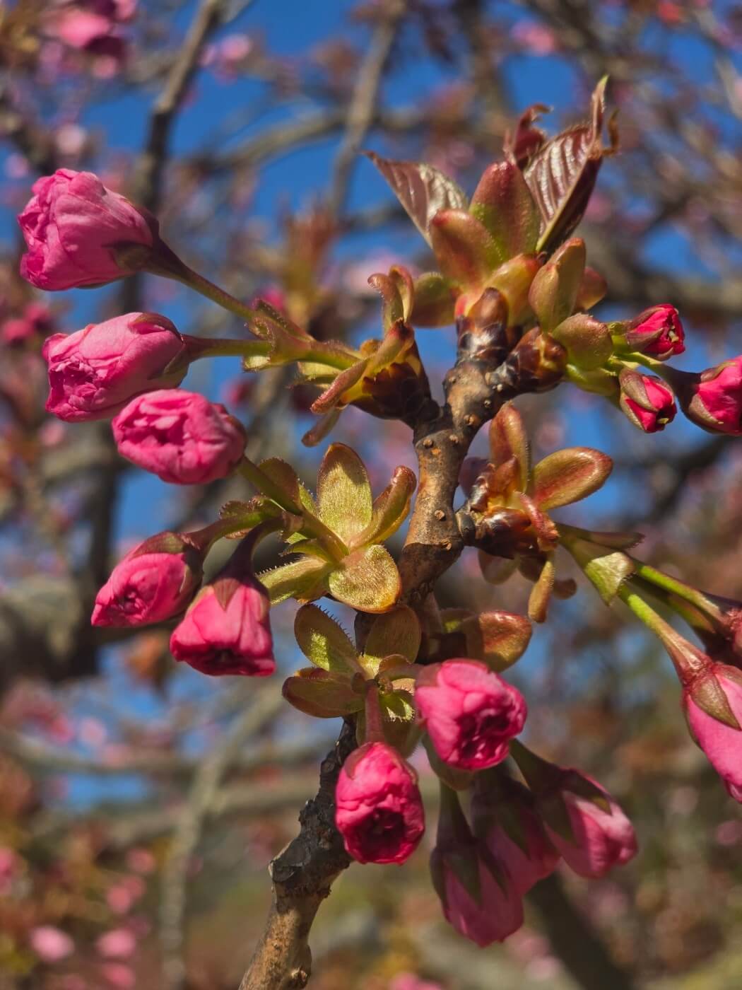 겹벚꽃4월15일자
