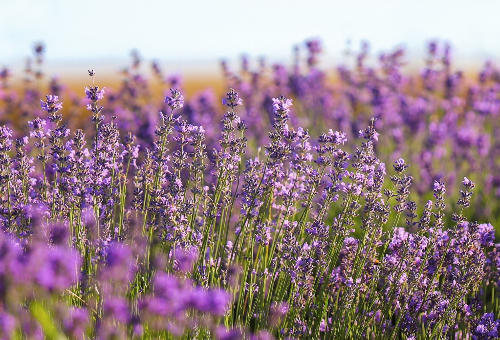 비상장주식 거래하는 방법&amp;#44; 처음부터 쉽게 알아보기