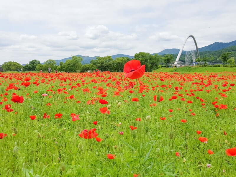 남양주 물의정원 꽃양귀비