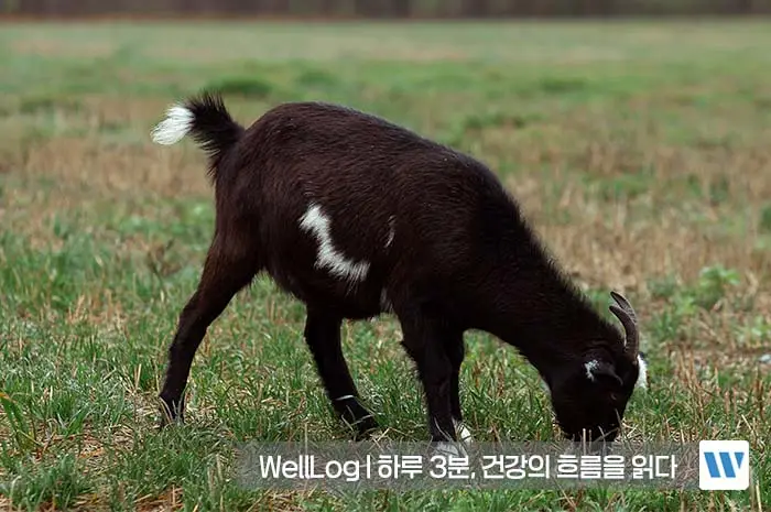 흑염소 진액 복용법 부작용