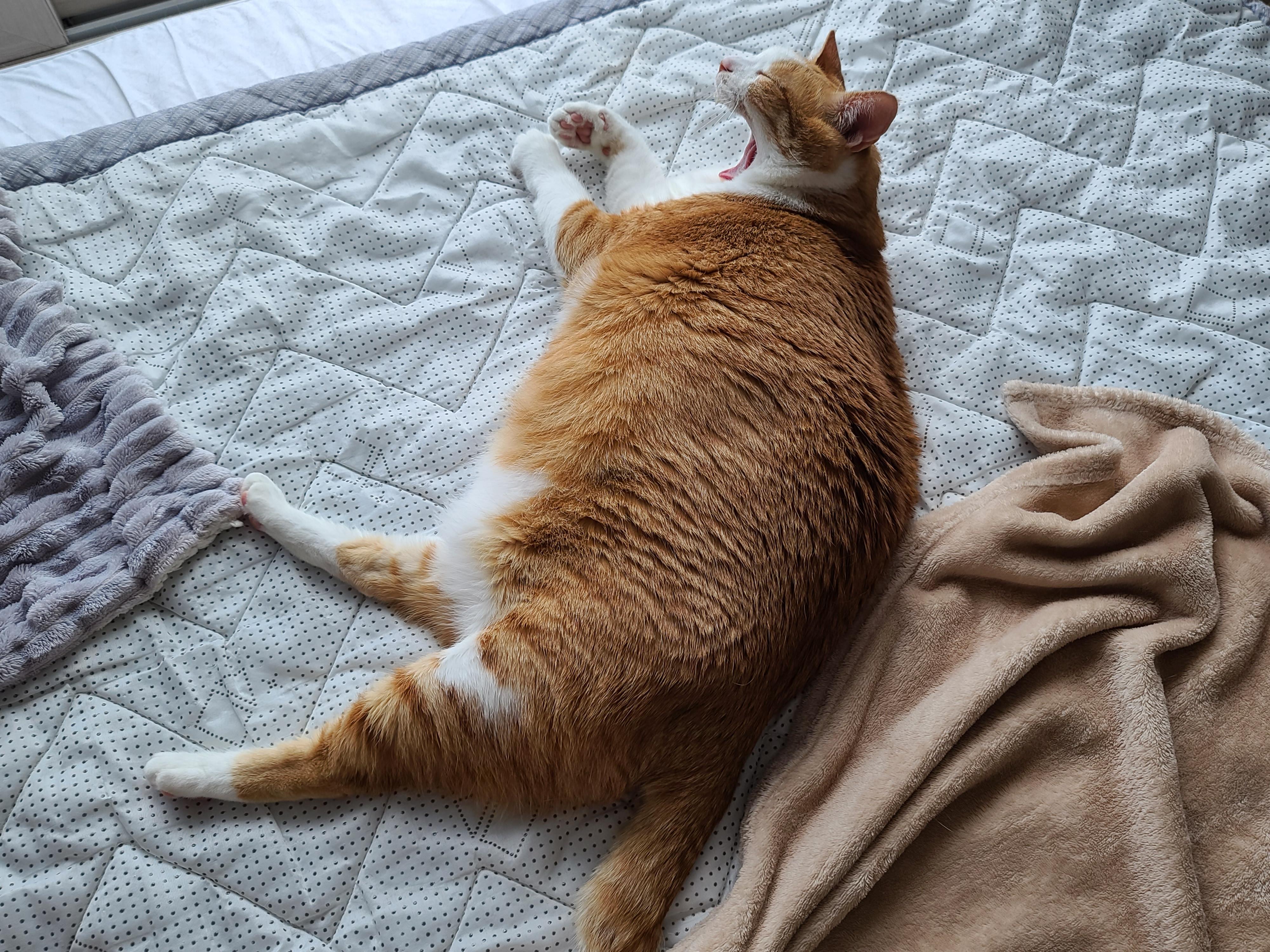 평온한 오후..아홉냥이네 고양이들의 낮잠시간~