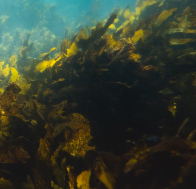 미역 효능 부작용 칼로리