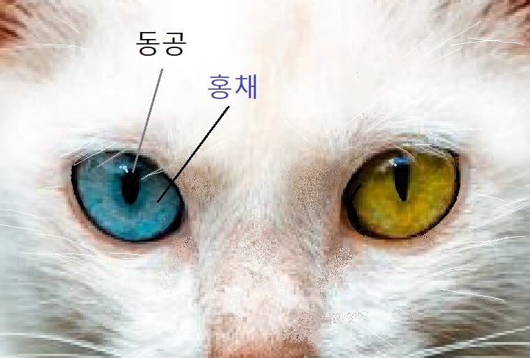 고양이-눈의-동공과-홍채-구분-사진