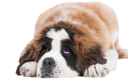 인상 깊은 세인트 버나드.