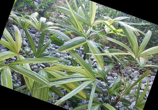 실내 공기정화식물 순위