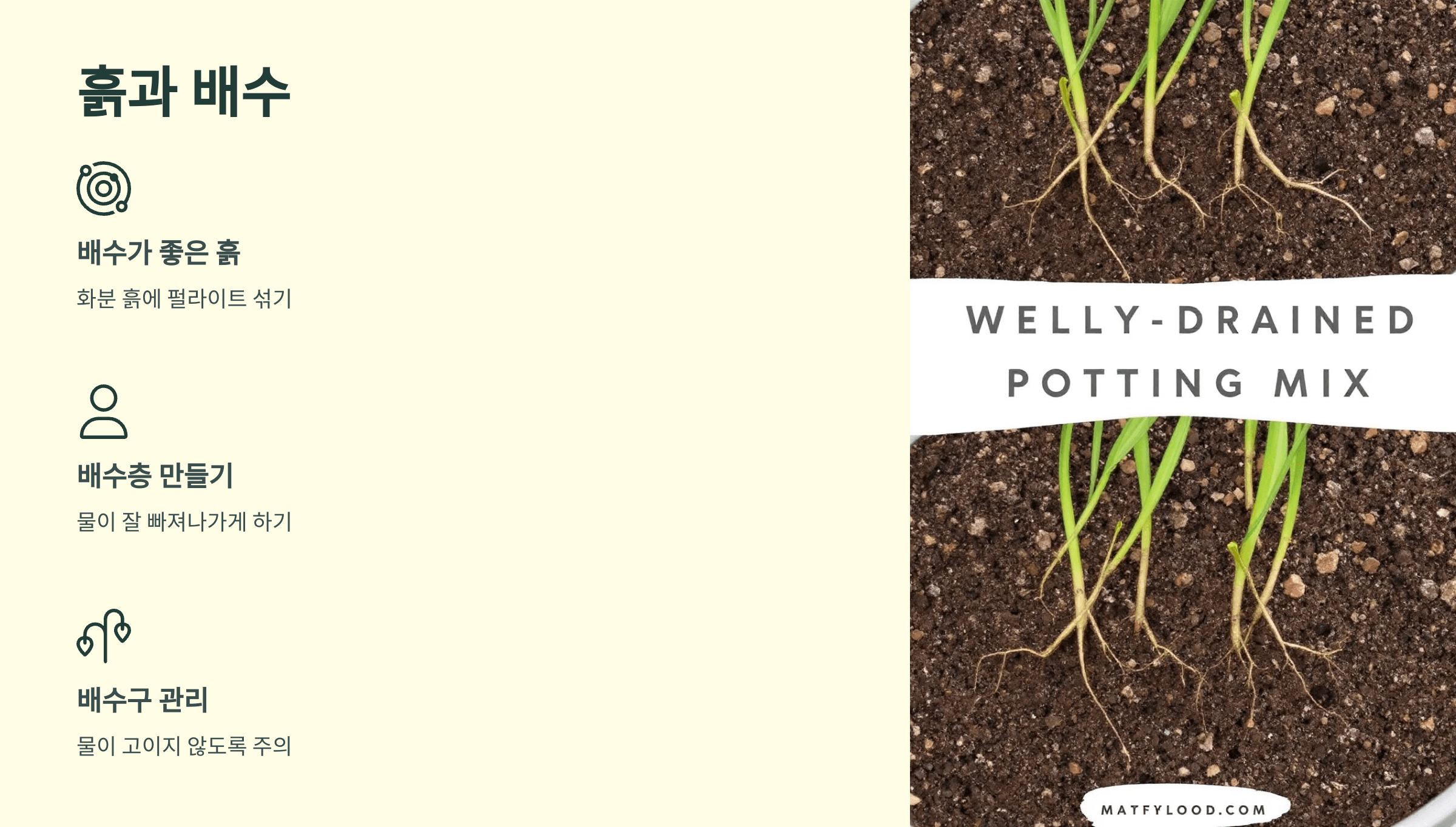 행운목과 관련된 사진입니다.