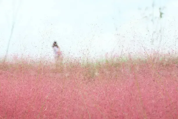 양주 나리공원 핑크뮬리