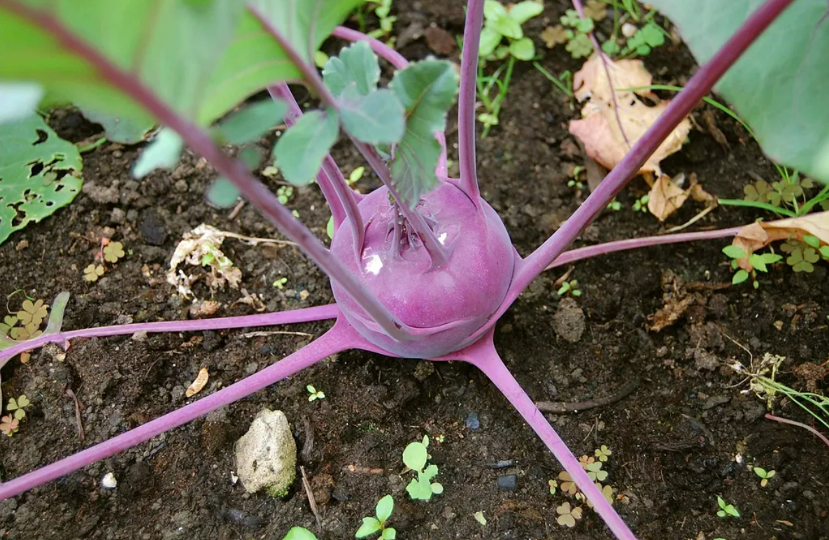 콜라비