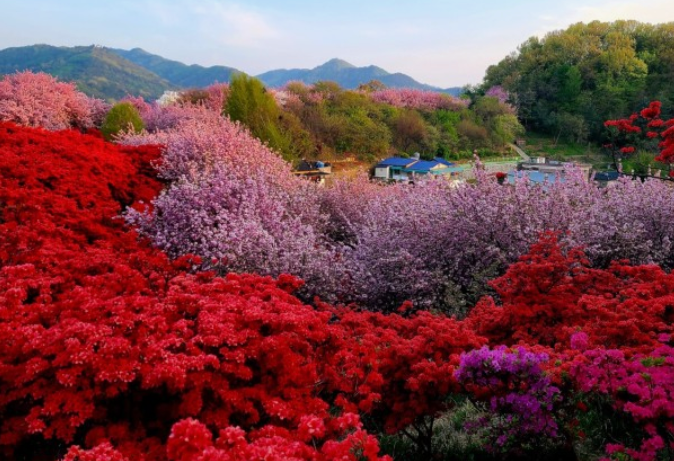 당일치기꽃여행