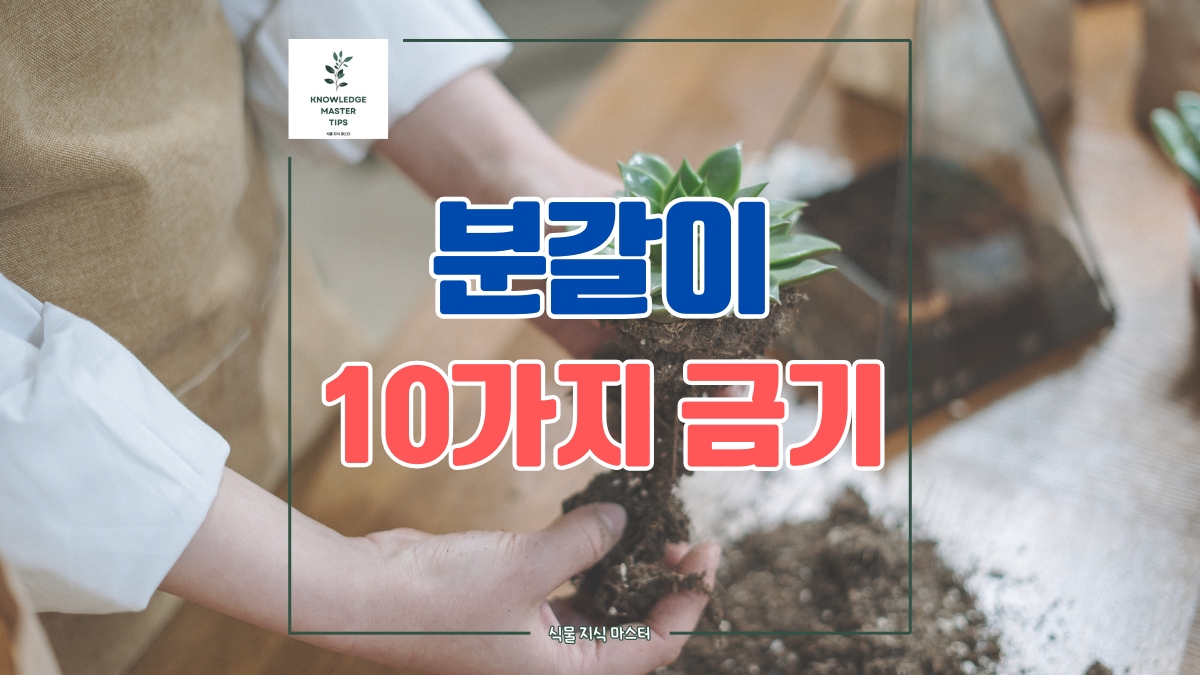 분갈이할 때 가장 많이 하는 실수 10가지, 필수 식물 관리법