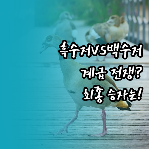 넷플릭스 흑백요리사 시즌1 흑수저 백..